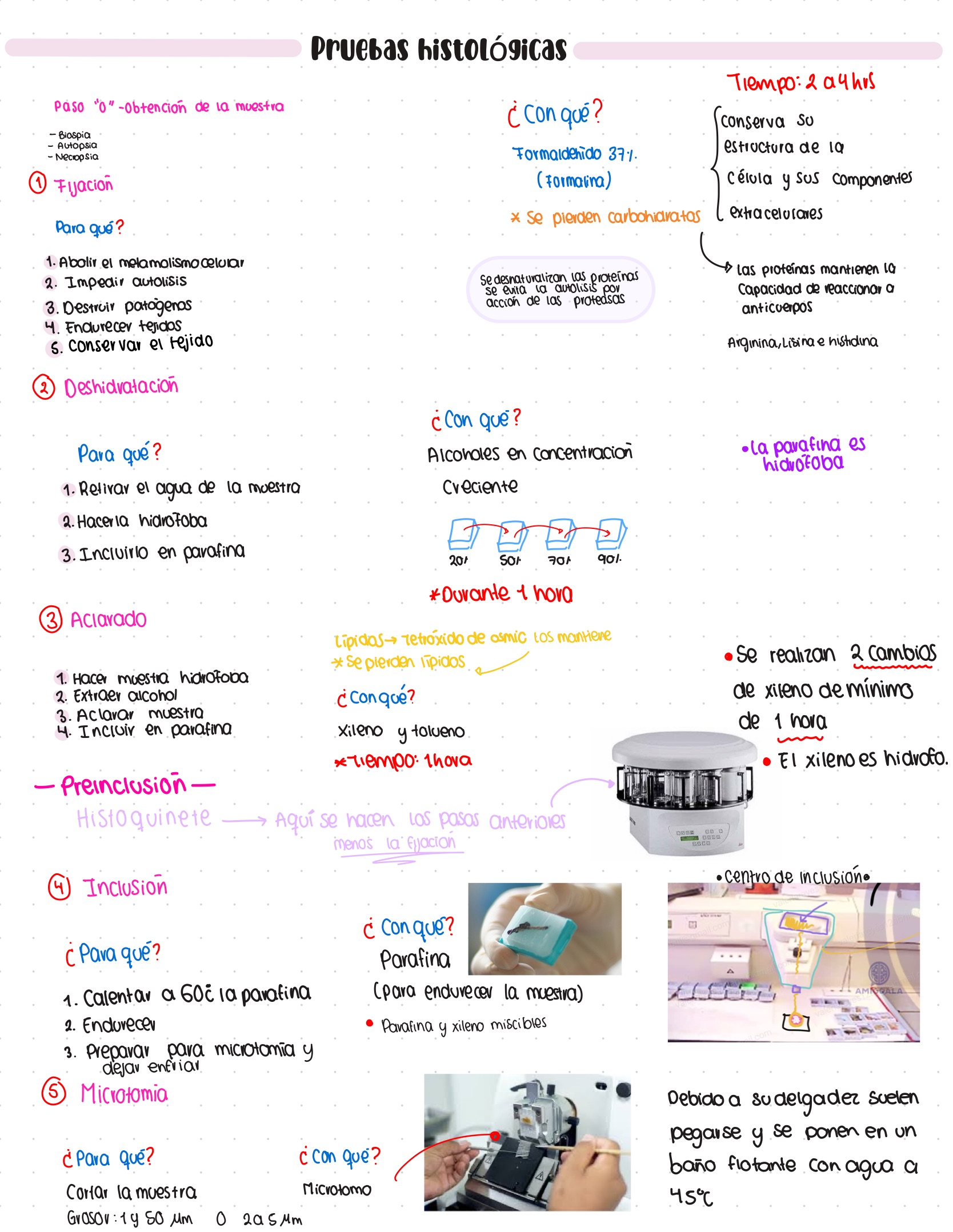 Guía. Histología primer parcial