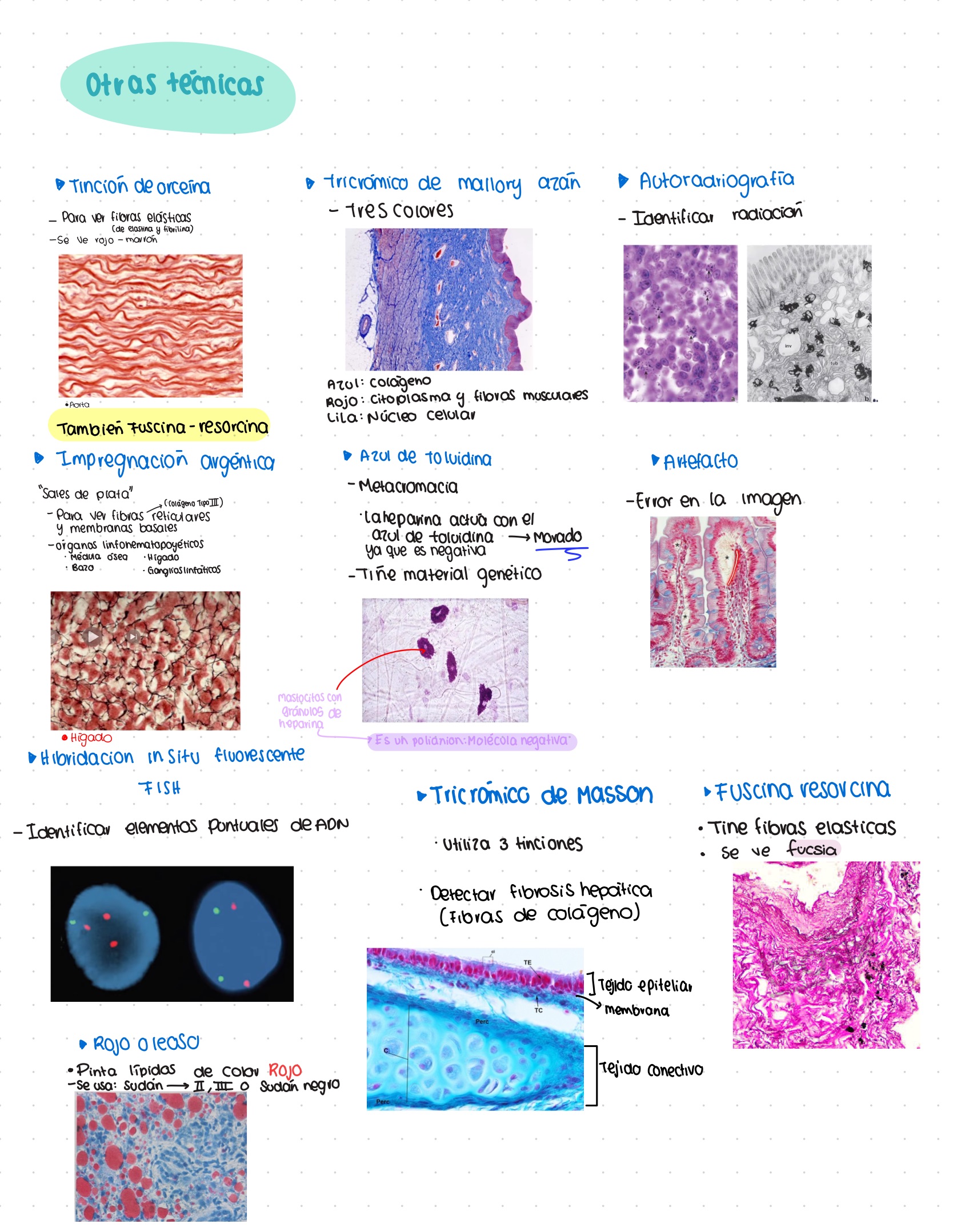Guía. Histología primer parcial