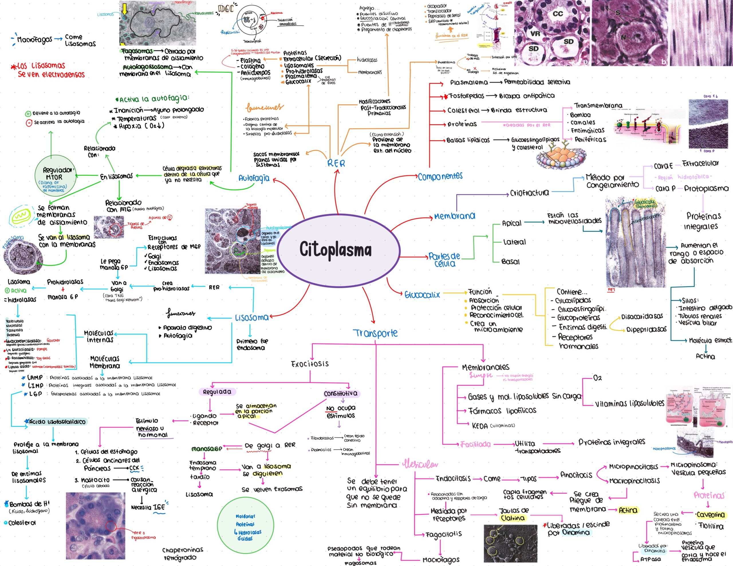Guía. Histología primer parcial