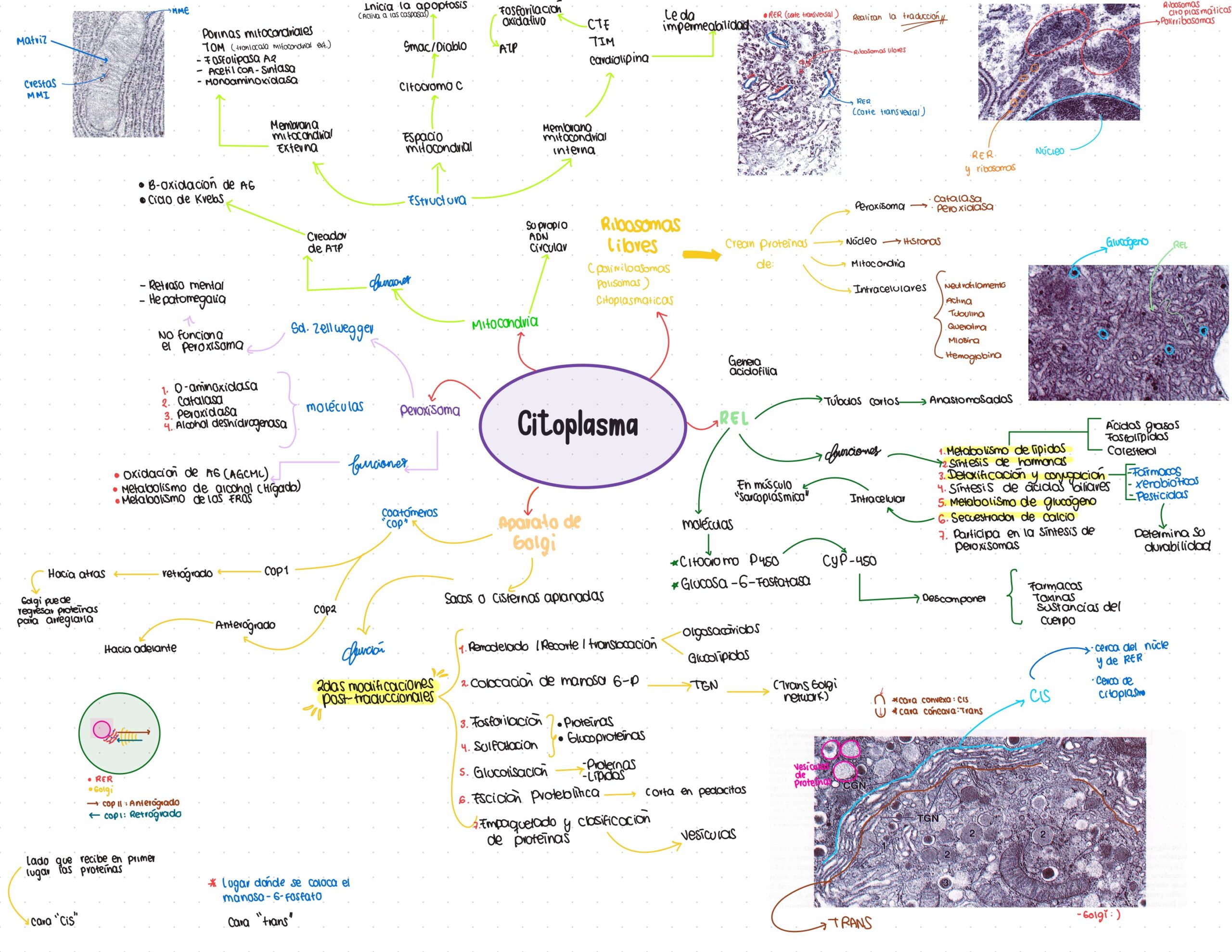 Guía. Histología primer parcial