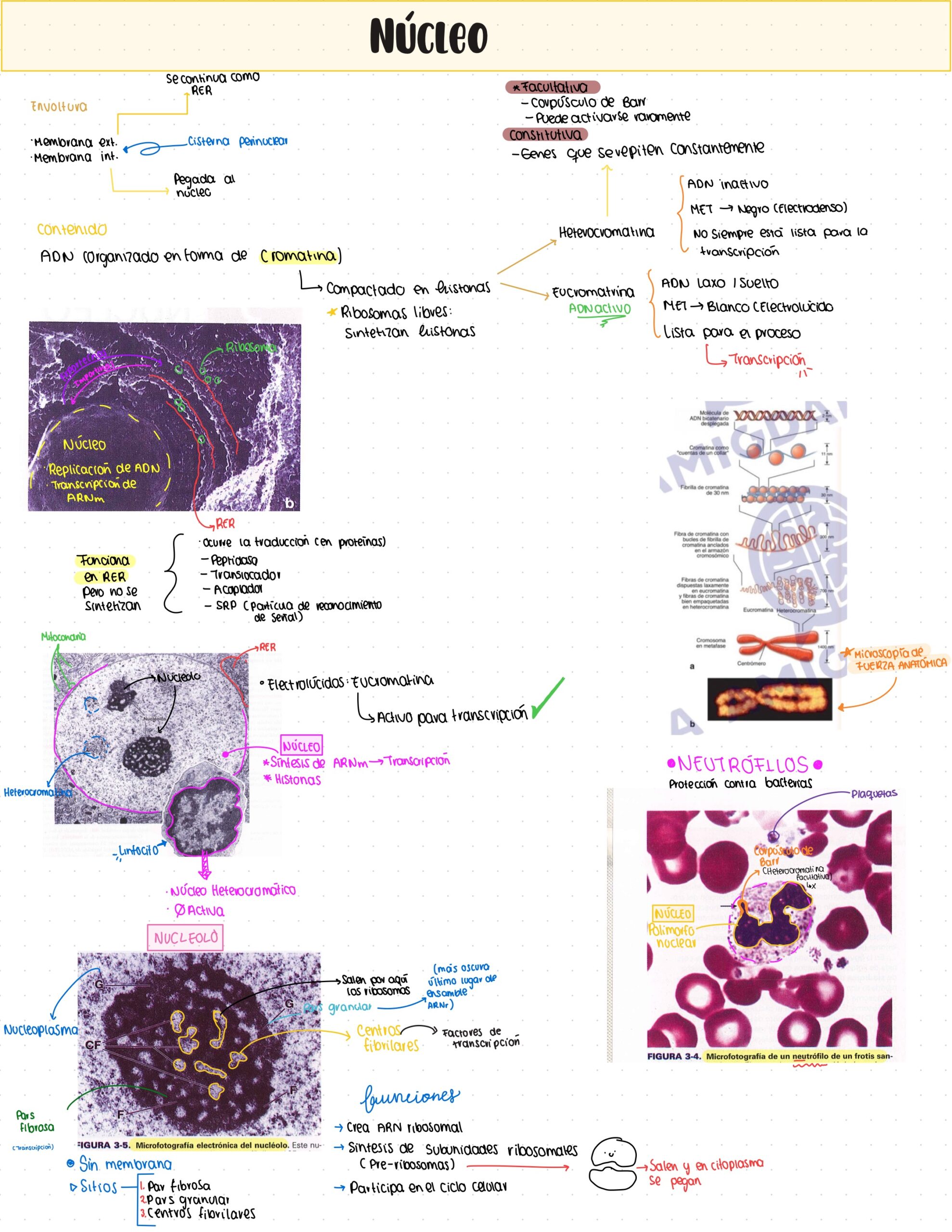 Guía. Histología primer parcial