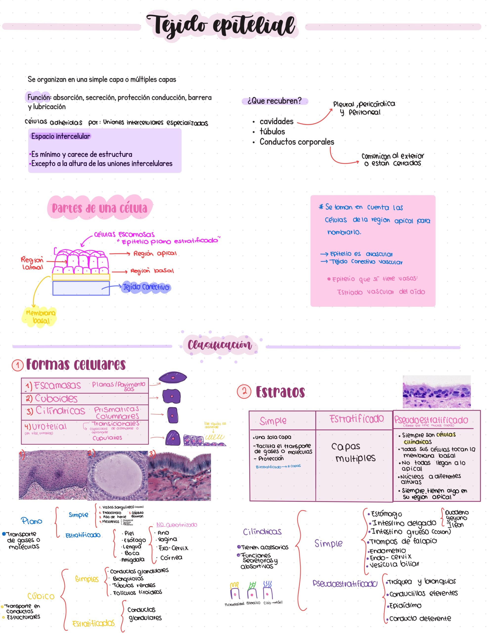 Guía. Histología primer parcial
