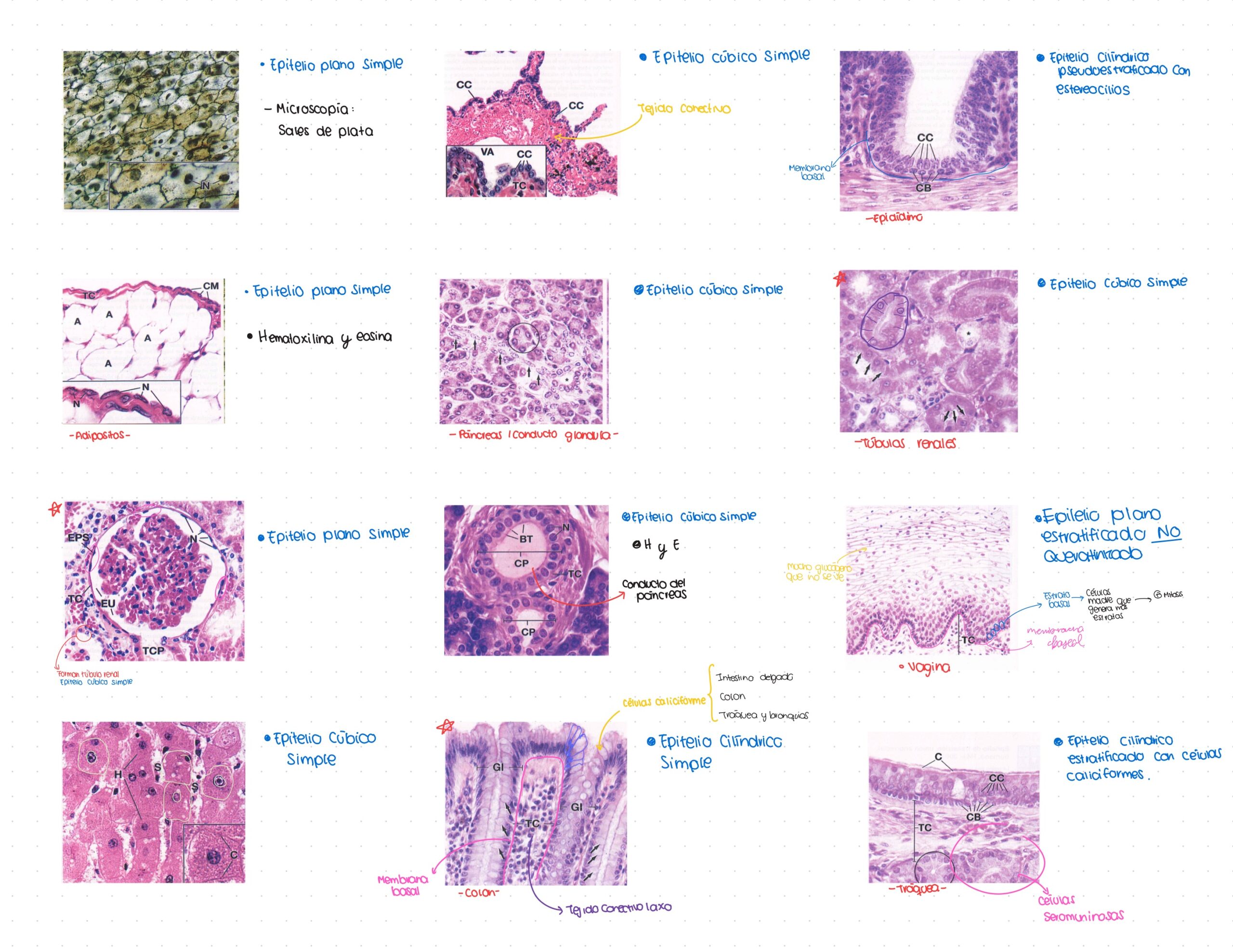 Guía. Histología primer parcial