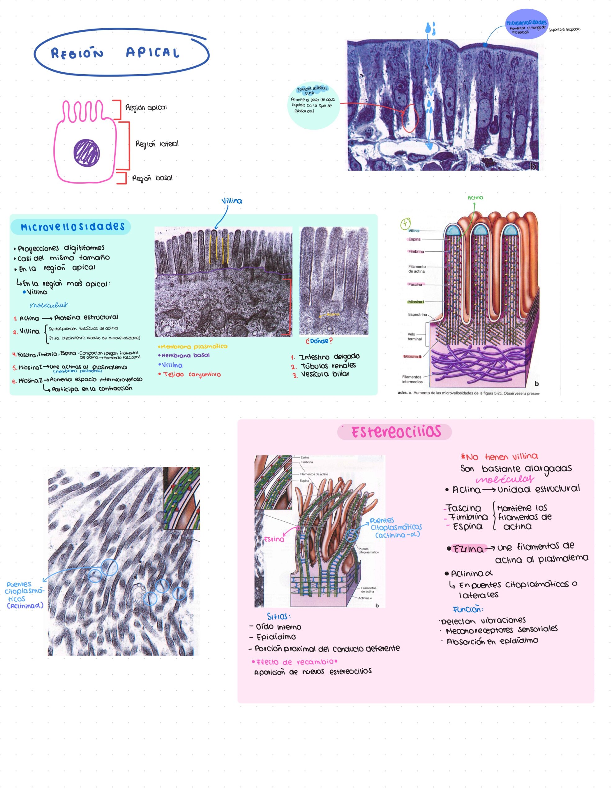 Guía. Histología primer parcial