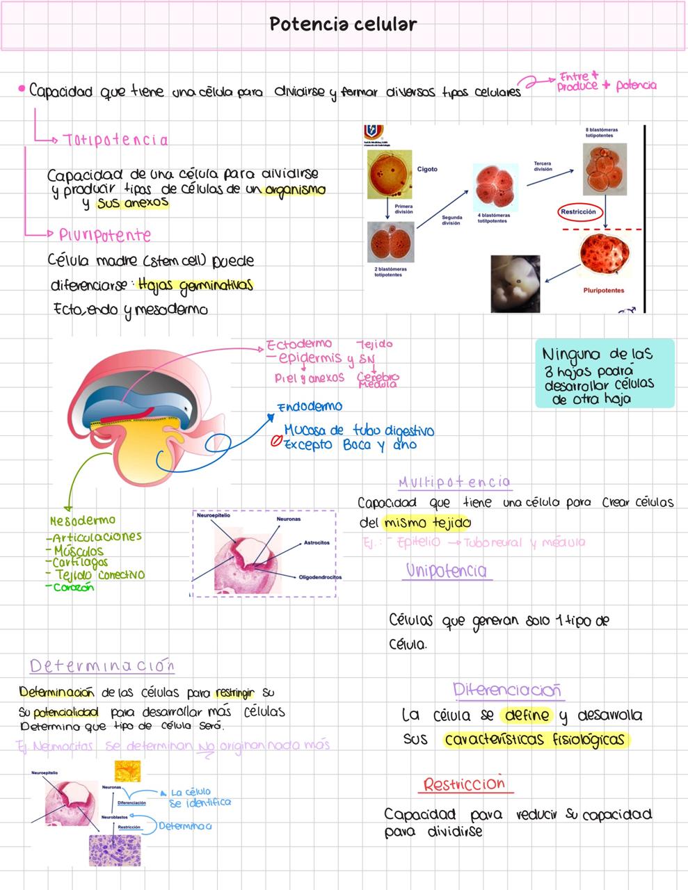Guía Primer Parcial de Embriología- FACMED